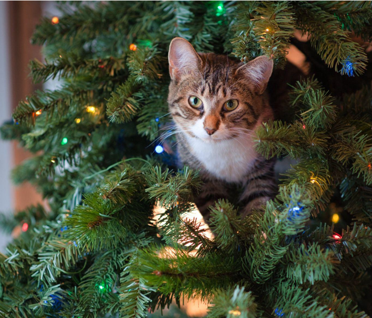 Pre-Lit Christmas Trees and Wreaths for Cozy Holidays